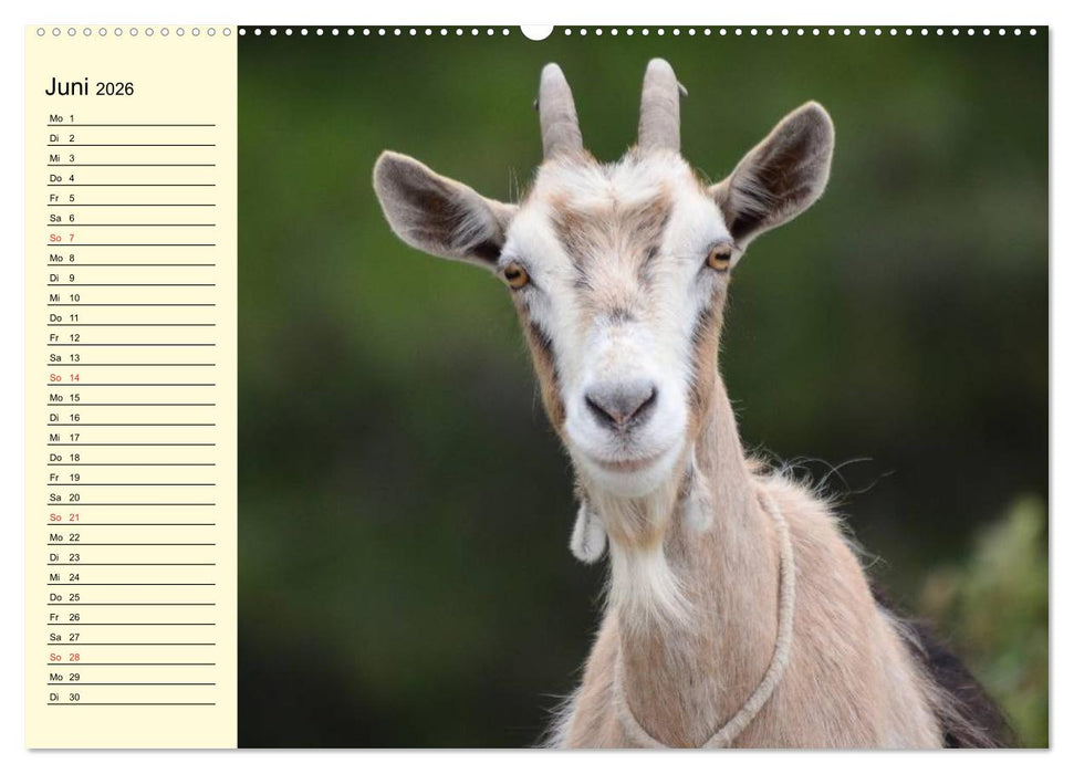 Ziegen. Lustige Ausbruchskünstler (CALVENDO Wandkalender 2026)