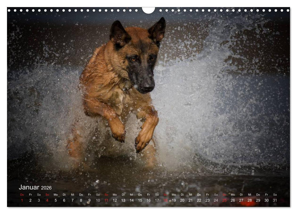 Malinois lieben Wasser (CALVENDO Wandkalender 2026)