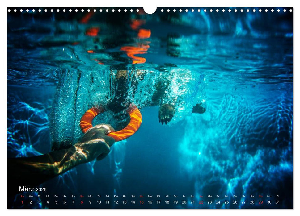 Malinois lieben Wasser (CALVENDO Wandkalender 2026)