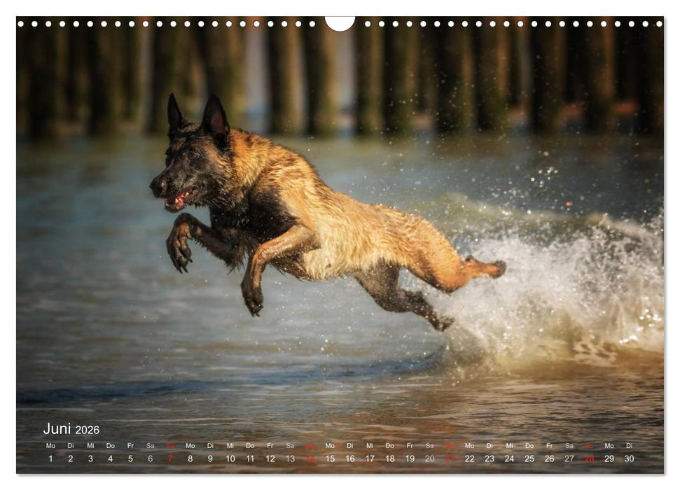Malinois lieben Wasser (CALVENDO Wandkalender 2026)