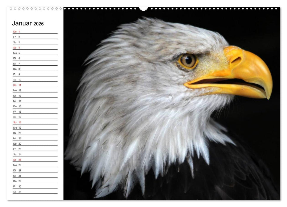 Greifvögel, Eulen und Käuze (CALVENDO Premium Wandkalender 2026)
