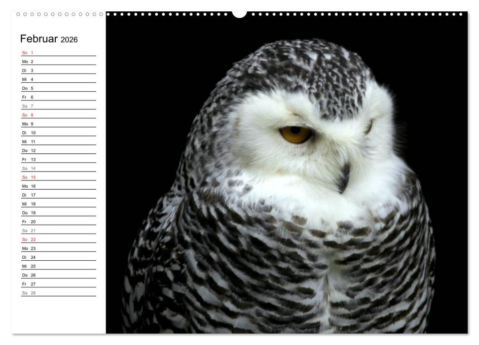 Greifvögel, Eulen und Käuze (CALVENDO Premium Wandkalender 2026)