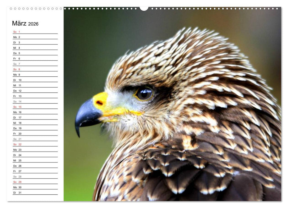 Greifvögel, Eulen und Käuze (CALVENDO Premium Wandkalender 2026)