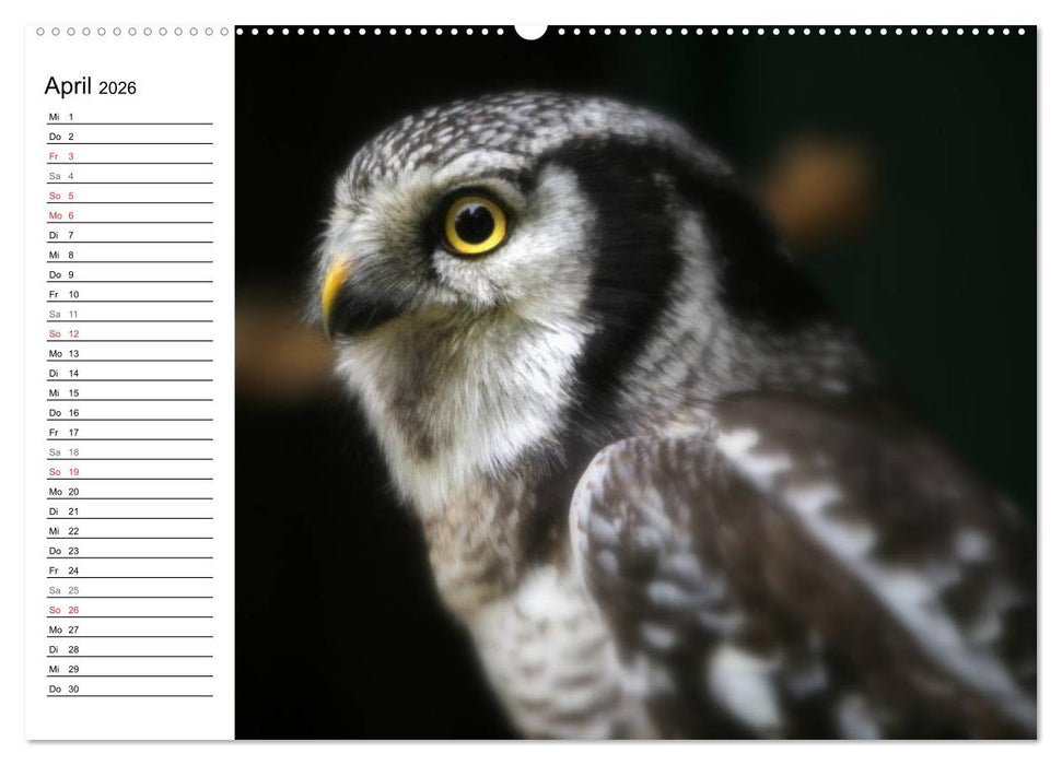 Greifvögel, Eulen und Käuze (CALVENDO Premium Wandkalender 2026)