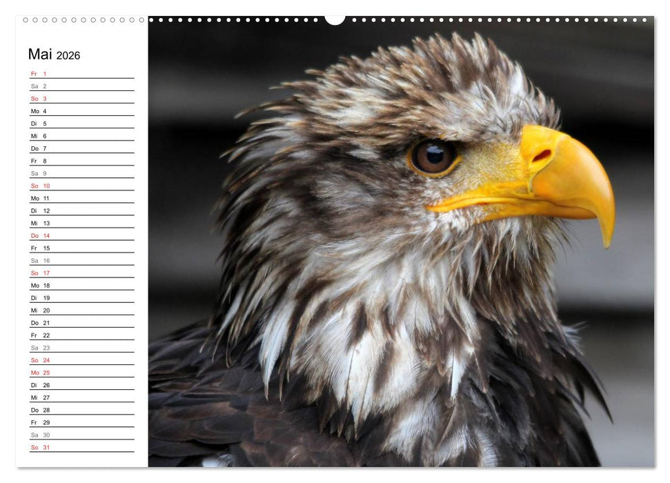 Greifvögel, Eulen und Käuze (CALVENDO Premium Wandkalender 2026)