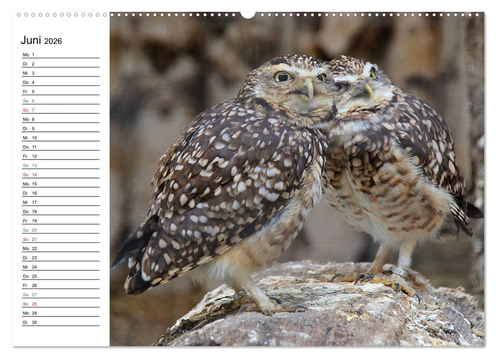 Greifvögel, Eulen und Käuze (CALVENDO Premium Wandkalender 2026)