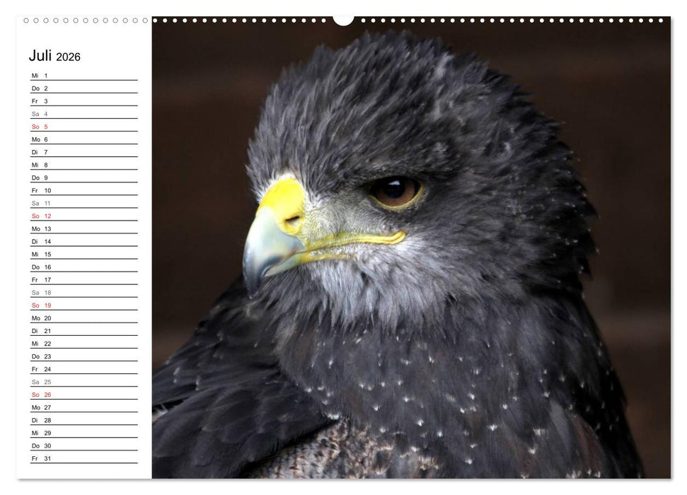 Greifvögel, Eulen und Käuze (CALVENDO Premium Wandkalender 2026)