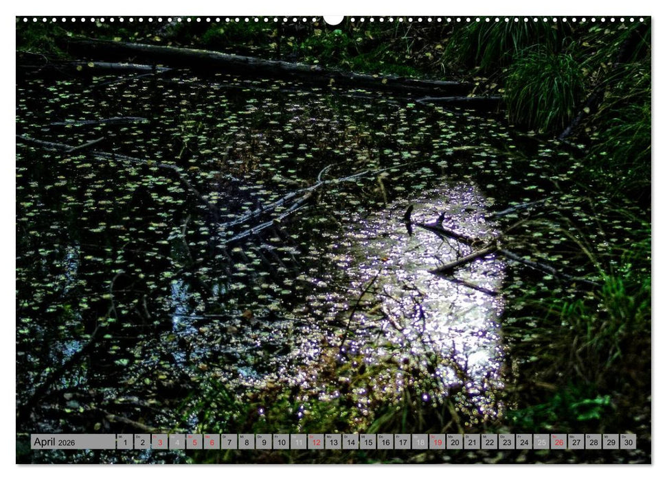 Spaziergang durch den Zauberwald (CALVENDO Wandkalender 2026)