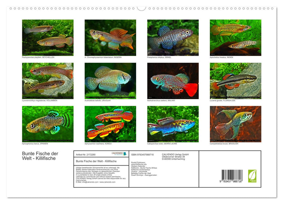 Bunte Fische der Welt - Killifische (CALVENDO Premium Wandkalender 2026)