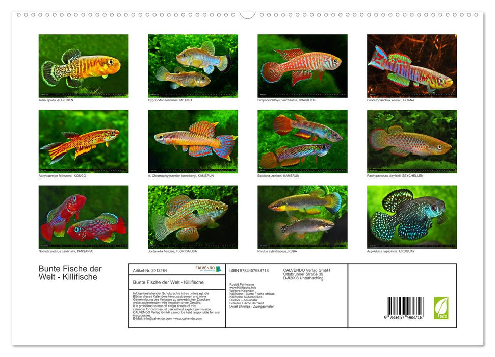 Bunte Fische der Welt - Killifische (CALVENDO Premium Wandkalender 2026)
