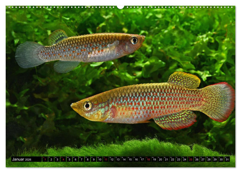 Bunte Fische der Welt - Killifische (CALVENDO Premium Wandkalender 2026)