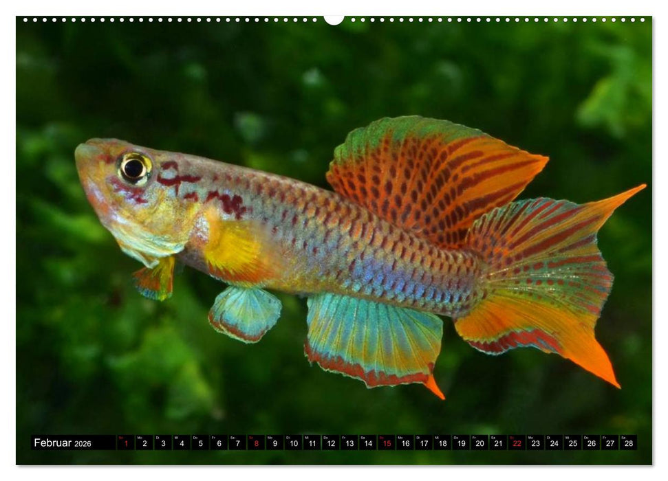 Bunte Fische der Welt - Killifische (CALVENDO Premium Wandkalender 2026)