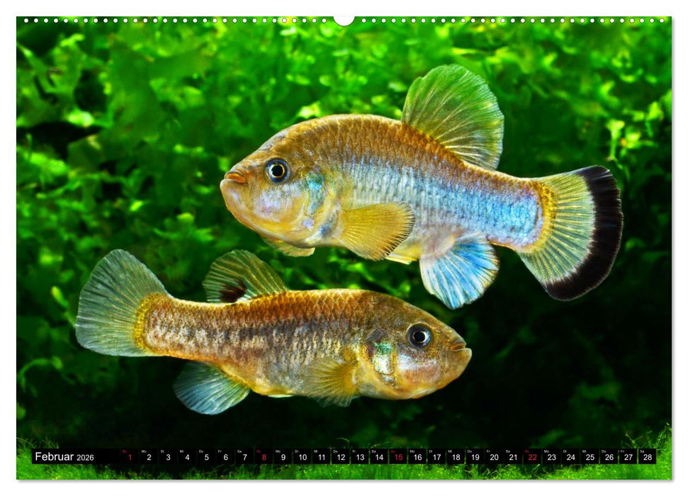Bunte Fische der Welt - Killifische (CALVENDO Premium Wandkalender 2026)