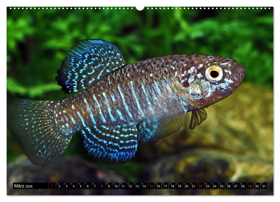 Bunte Fische der Welt - Killifische (CALVENDO Premium Wandkalender 2026)