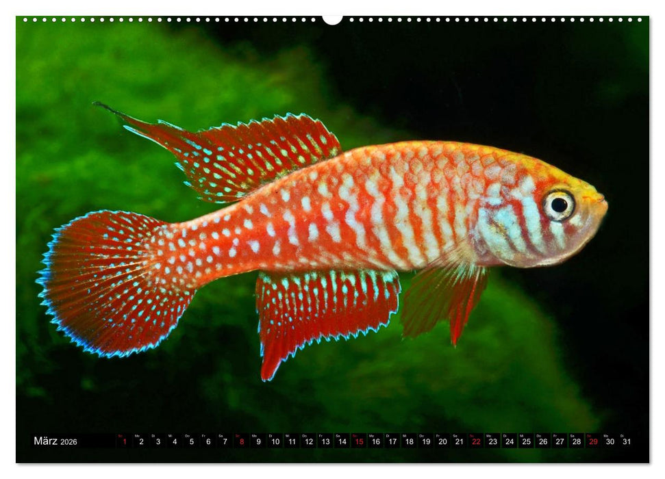 Bunte Fische der Welt - Killifische (CALVENDO Premium Wandkalender 2026)