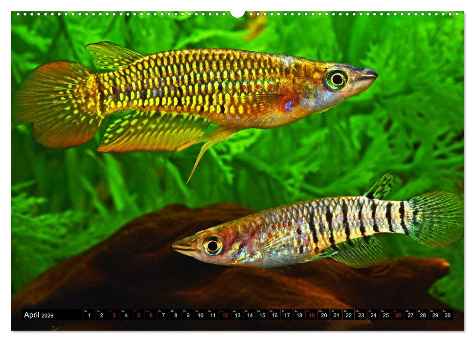 Bunte Fische der Welt - Killifische (CALVENDO Premium Wandkalender 2026)