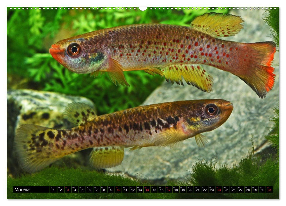 Bunte Fische der Welt - Killifische (CALVENDO Premium Wandkalender 2026)