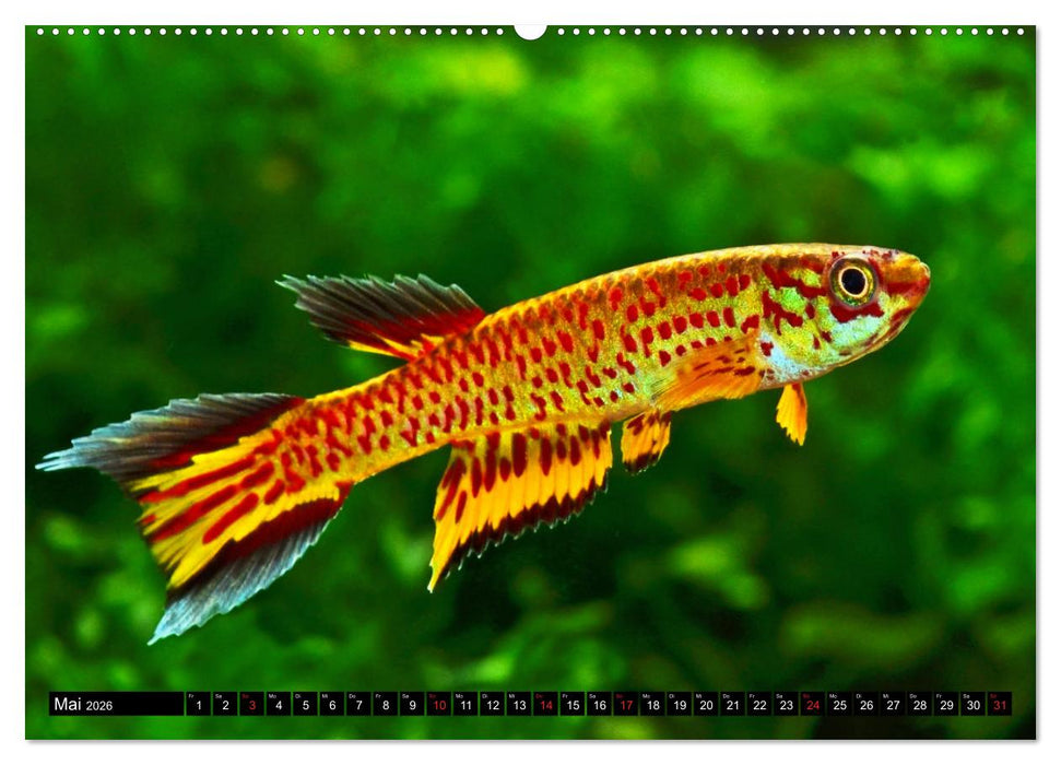 Bunte Fische der Welt - Killifische (CALVENDO Premium Wandkalender 2026)