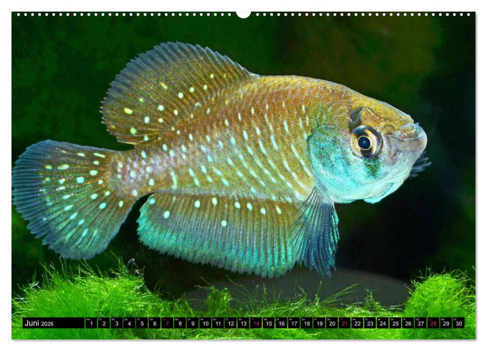 Bunte Fische der Welt - Killifische (CALVENDO Premium Wandkalender 2026)