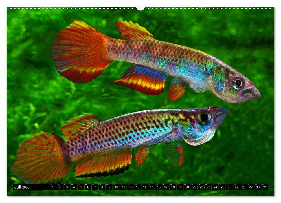 Bunte Fische der Welt - Killifische (CALVENDO Premium Wandkalender 2026)