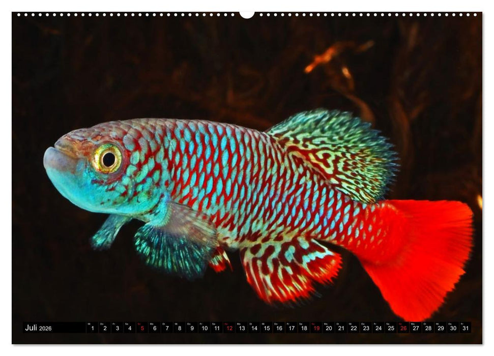 Bunte Fische der Welt - Killifische (CALVENDO Premium Wandkalender 2026)