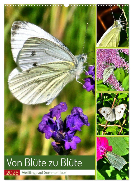 Von Blüte zu Blüte - Weißlinge auf Sommer-Tour (CALVENDO Wandkalender 2026)