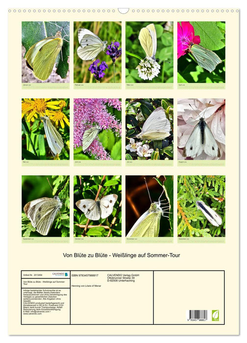 Von Blüte zu Blüte - Weißlinge auf Sommer-Tour (CALVENDO Wandkalender 2026)