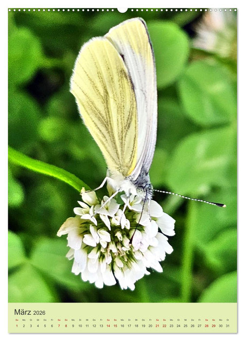 Von Blüte zu Blüte - Weißlinge auf Sommer-Tour (CALVENDO Wandkalender 2026)