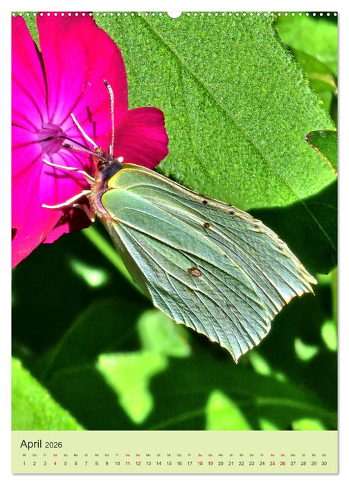 Von Blüte zu Blüte - Weißlinge auf Sommer-Tour (CALVENDO Wandkalender 2026)