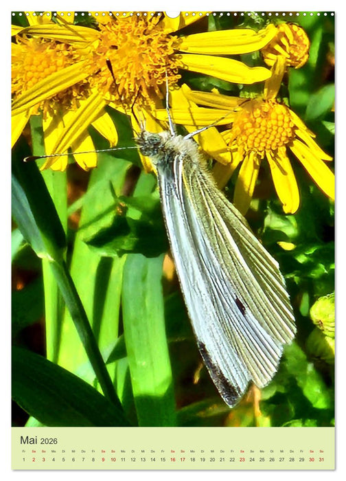 Von Blüte zu Blüte - Weißlinge auf Sommer-Tour (CALVENDO Wandkalender 2026)