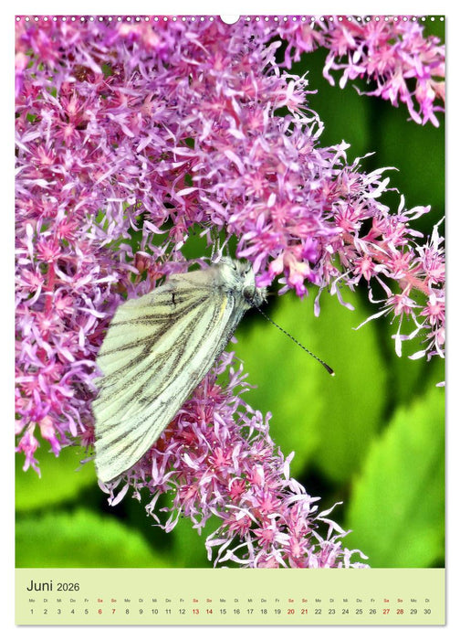 Von Blüte zu Blüte - Weißlinge auf Sommer-Tour (CALVENDO Wandkalender 2026)