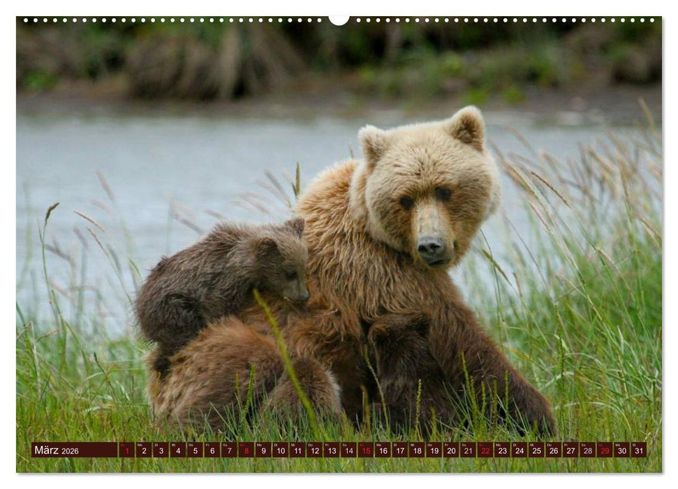 Bären. Unterwegs mit Meister Petz (CALVENDO Wandkalender 2026)