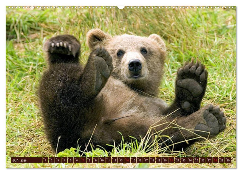 Bären. Unterwegs mit Meister Petz (CALVENDO Wandkalender 2026)