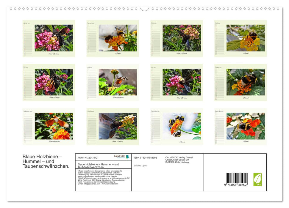 Blaue Holzbiene – Hummel – und Taubenschwänzchen. (CALVENDO Premium Wandkalender 2026)