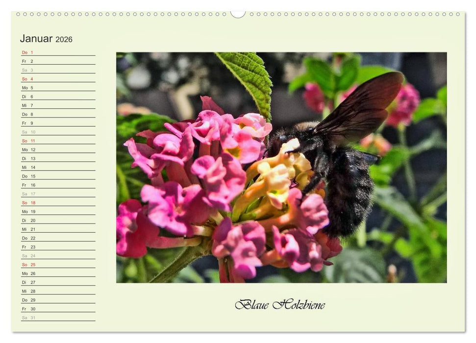Blaue Holzbiene – Hummel – und Taubenschwänzchen. (CALVENDO Premium Wandkalender 2026)