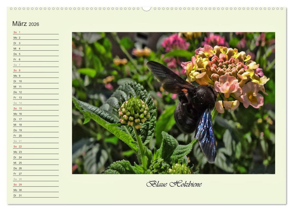 Blaue Holzbiene – Hummel – und Taubenschwänzchen. (CALVENDO Premium Wandkalender 2026)