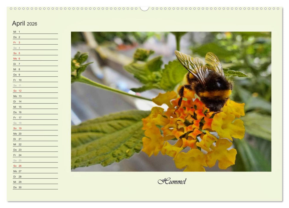 Blaue Holzbiene – Hummel – und Taubenschwänzchen. (CALVENDO Premium Wandkalender 2026)