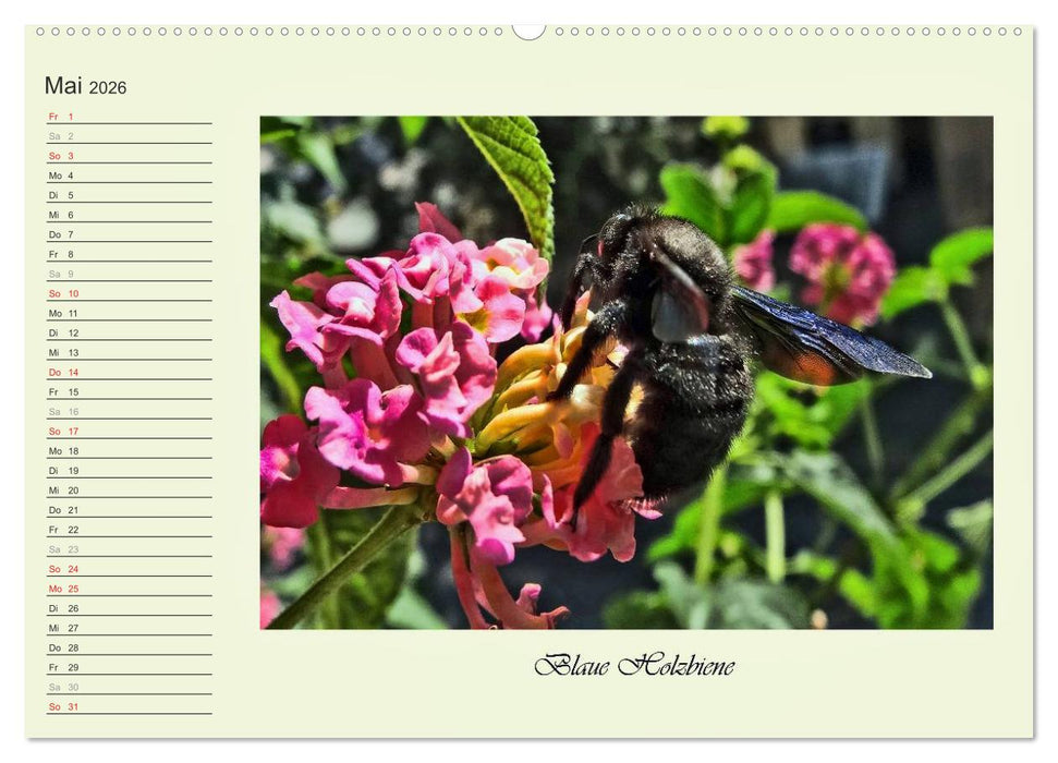 Blaue Holzbiene – Hummel – und Taubenschwänzchen. (CALVENDO Premium Wandkalender 2026)