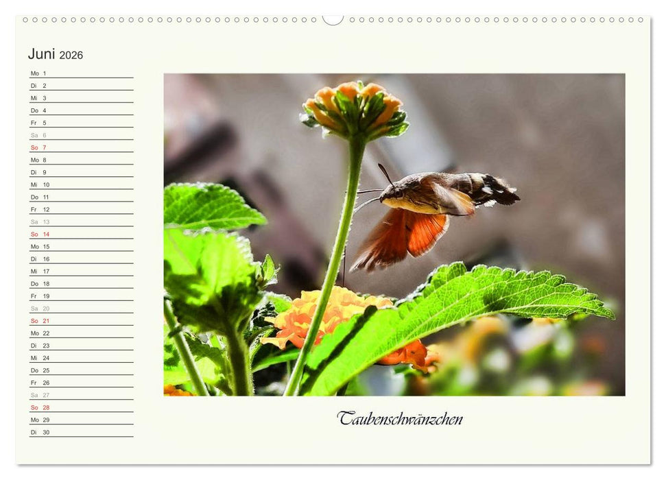 Blaue Holzbiene – Hummel – und Taubenschwänzchen. (CALVENDO Premium Wandkalender 2026)