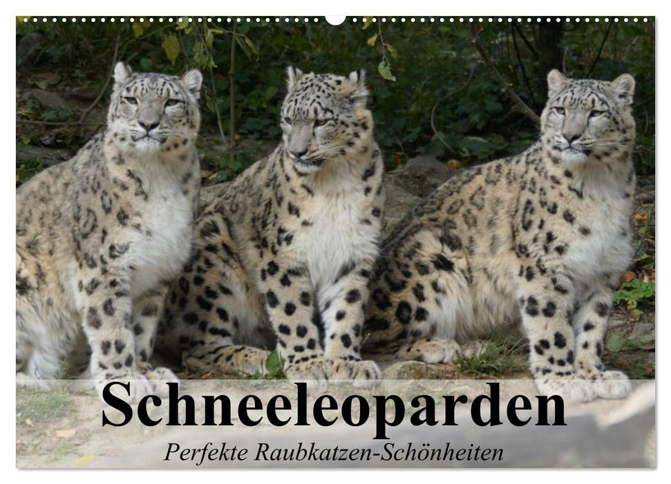 Schneeleoparden. Perfekte Raubkatzen-Schönheiten (CALVENDO Wandkalender 2026)