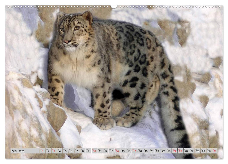 Schneeleoparden. Perfekte Raubkatzen-Schönheiten (CALVENDO Wandkalender 2026)