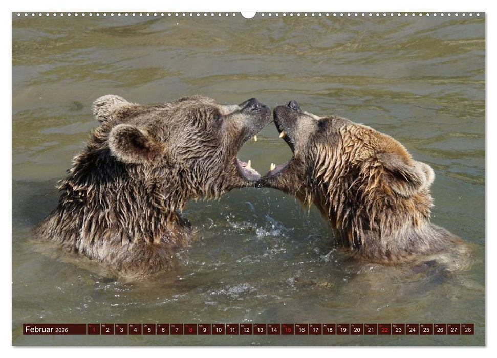 Bären. Kraftpakete auf leisen Sohlen (CALVENDO Wandkalender 2026)