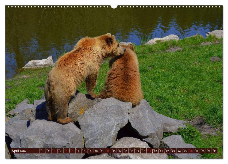 Bären. Kraftpakete auf leisen Sohlen (CALVENDO Wandkalender 2026)