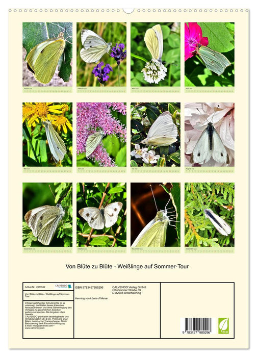 Von Blüte zu Blüte - Weißlinge auf Sommer-Tour (CALVENDO Premium Wandkalender 2026)