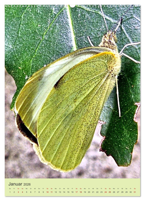 Von Blüte zu Blüte - Weißlinge auf Sommer-Tour (CALVENDO Premium Wandkalender 2026)