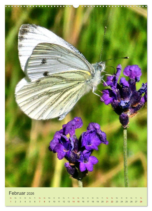 Von Blüte zu Blüte - Weißlinge auf Sommer-Tour (CALVENDO Premium Wandkalender 2026)