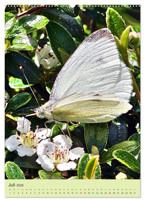 Von Blüte zu Blüte - Weißlinge auf Sommer-Tour (CALVENDO Premium Wandkalender 2026)