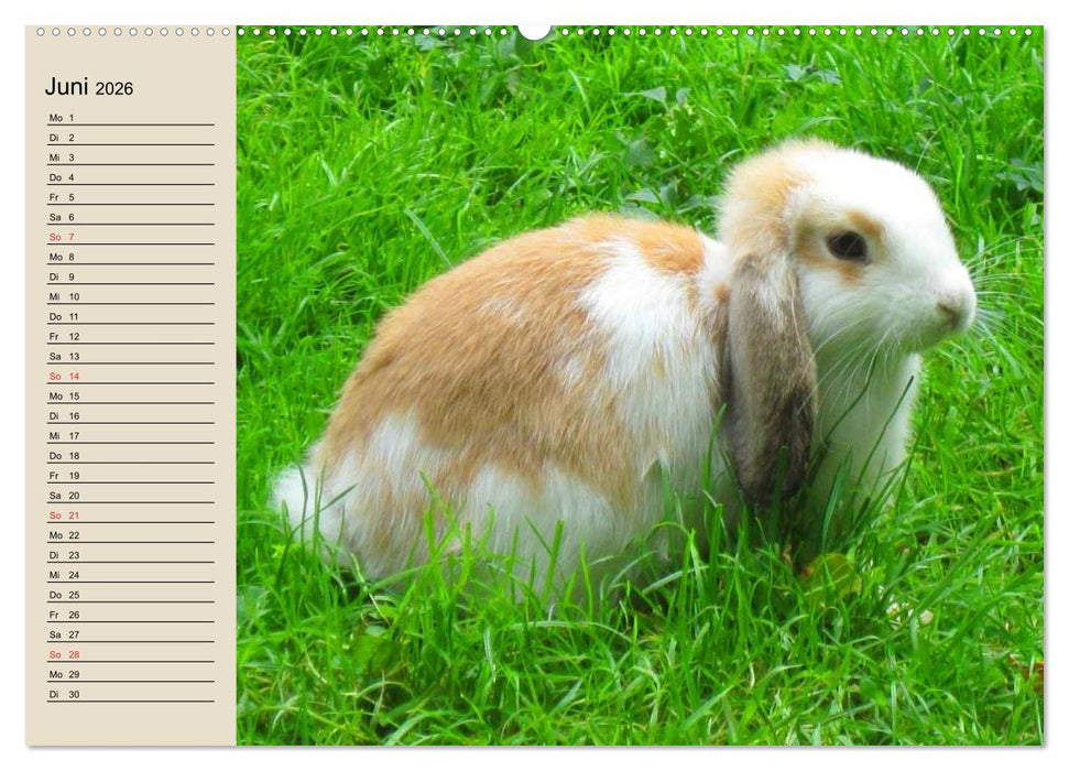 Kaninchen und Hasen (CALVENDO Premium Wandkalender 2026)
