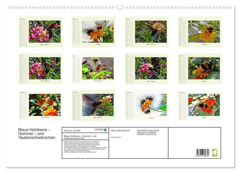 Blaue Holzbiene – Hummel – und Taubenschwänzchen. (CALVENDO Wandkalender 2026)