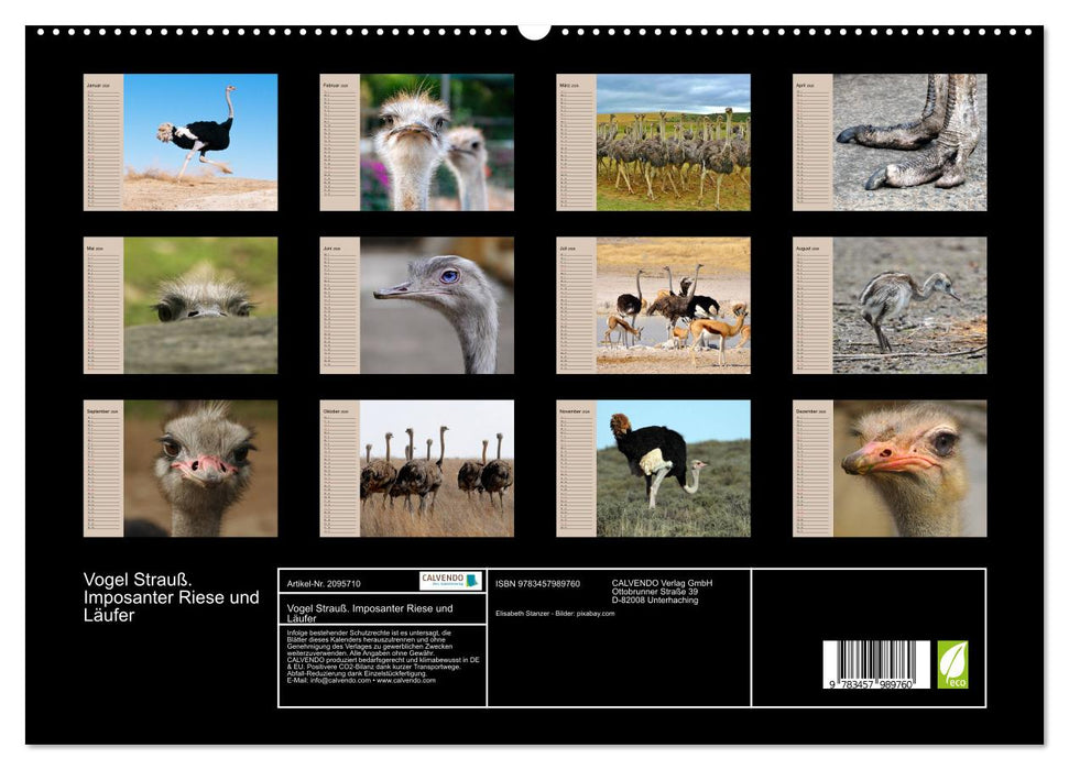 Vogel Strauß. Imposanter Riese und Läufer (CALVENDO Premium Wandkalender 2026)